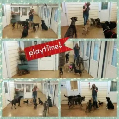 A grid of six photos showing a staff member care for several dogs at Clarksville Kennels